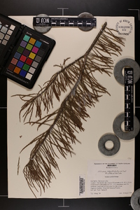 Taxodium ascendens image