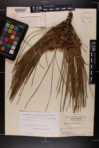 Pinus australis image
