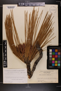 Pinus australis image