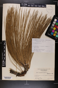 Pinus australis image