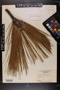 Pinus australis image