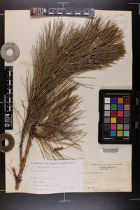 Pinus echinata image