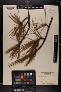 Pinus echinata image