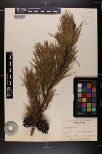 Pinus echinata image