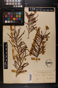 Taxodium distichum var. imbricarium image