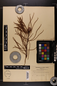 Taxodium ascendens image