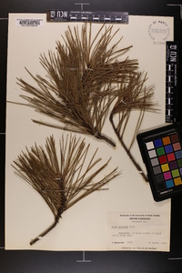 Pinus echinata image