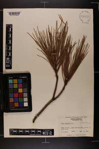 Pinus echinata image