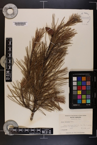 Pinus echinata image