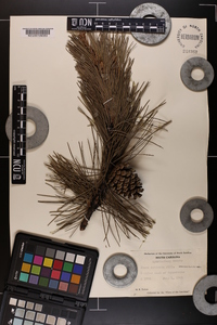 Pinus echinata image