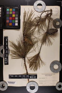 Pinus echinata image