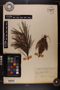 Pinus glabra image