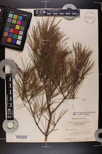 Pinus glabra image
