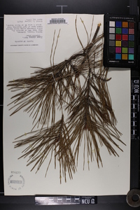 Pinus glabra image