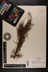 Taxodium ascendens image