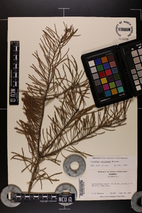 Taxodium ascendens image