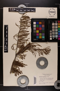 Taxodium ascendens image