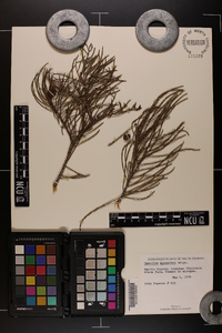 Taxodium ascendens image