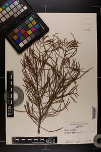 Taxodium ascendens image