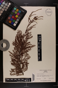 Taxodium ascendens image
