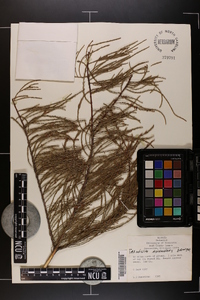 Taxodium ascendens image