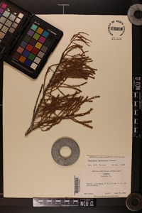 Taxodium ascendens image