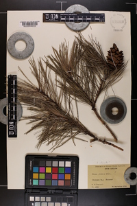 Pinus glabra image