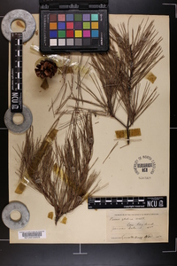 Pinus glabra image