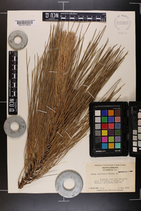 Pinus australis image