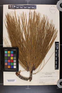 Pinus australis image