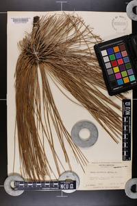Pinus australis image
