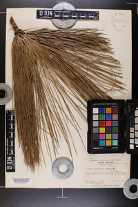 Pinus australis image