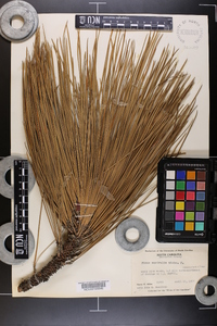 Pinus australis image