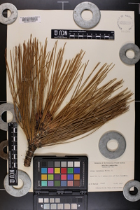 Pinus australis image