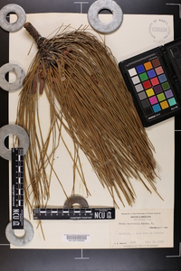Pinus australis image