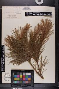 Pinus echinata image