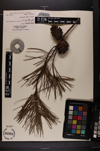 Pinus echinata image