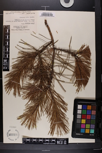 Pinus echinata image