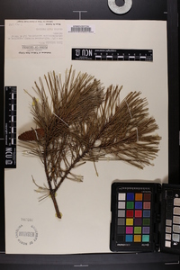 Pinus echinata image