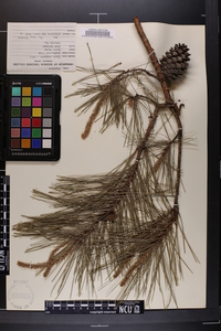 Pinus echinata image