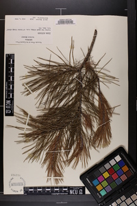 Pinus echinata image