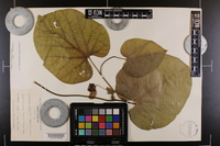 Aristolochia macrophylla image