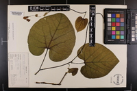 Aristolochia macrophylla image