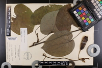 Aristolochia macrophylla image