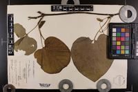 Aristolochia macrophylla image