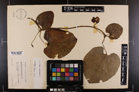 Aristolochia macrophylla image