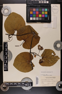 Aristolochia macrophylla image