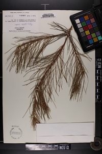 Pinus glabra image