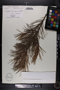 Pinus glabra image