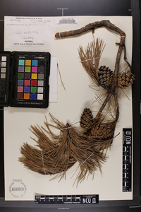 Pinus echinata image